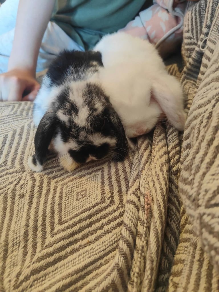 2 mini lops