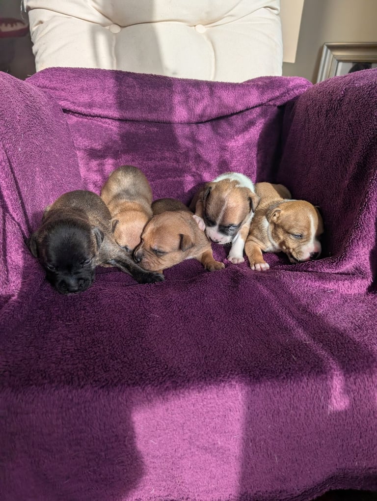 Stunning litter of Staffordshire bull terrier puppies 