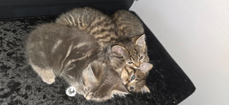 Kittens