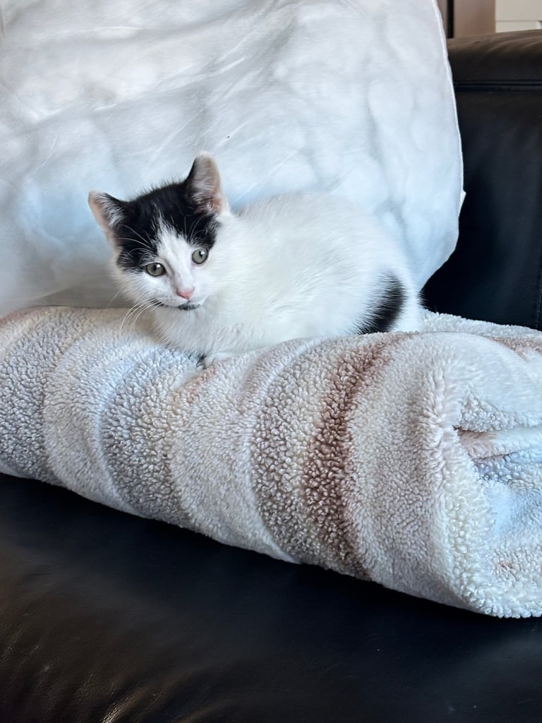 10 week old male kitten