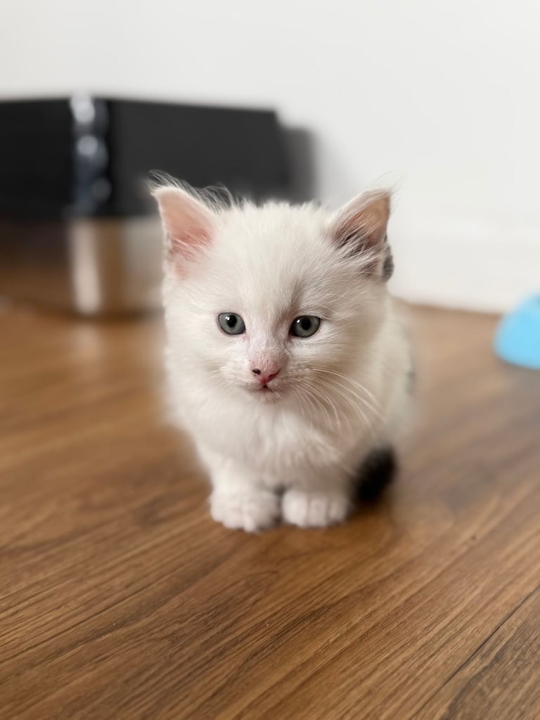 Mother cat and 3 babies looking for their forever home