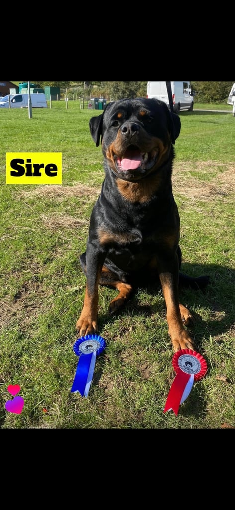 ADRK Rottweiler puppies 