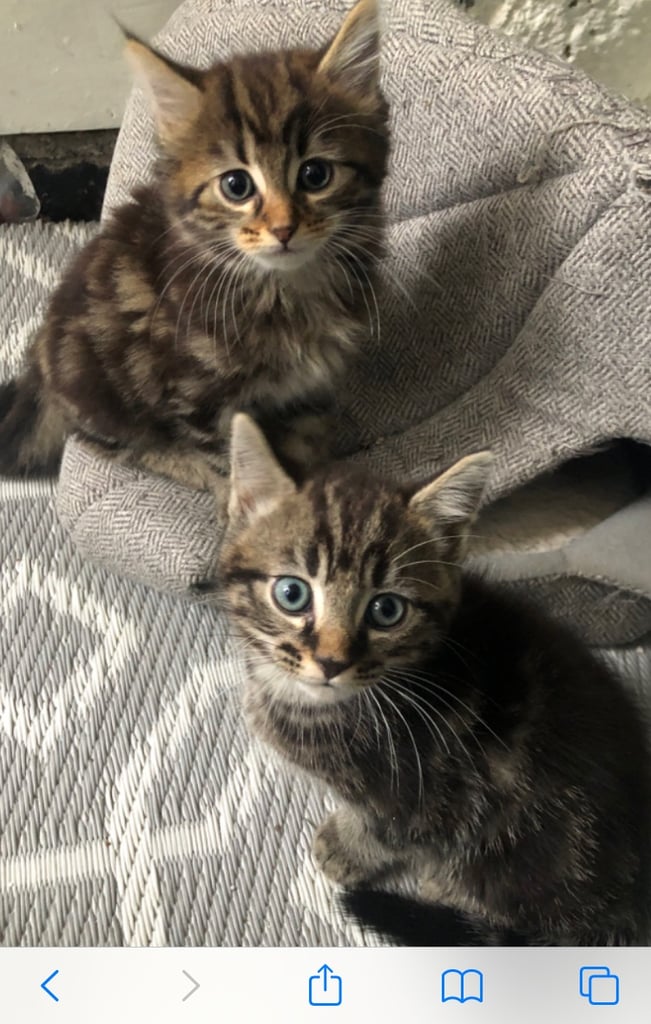 Two beautiful kittens ready to leave now 