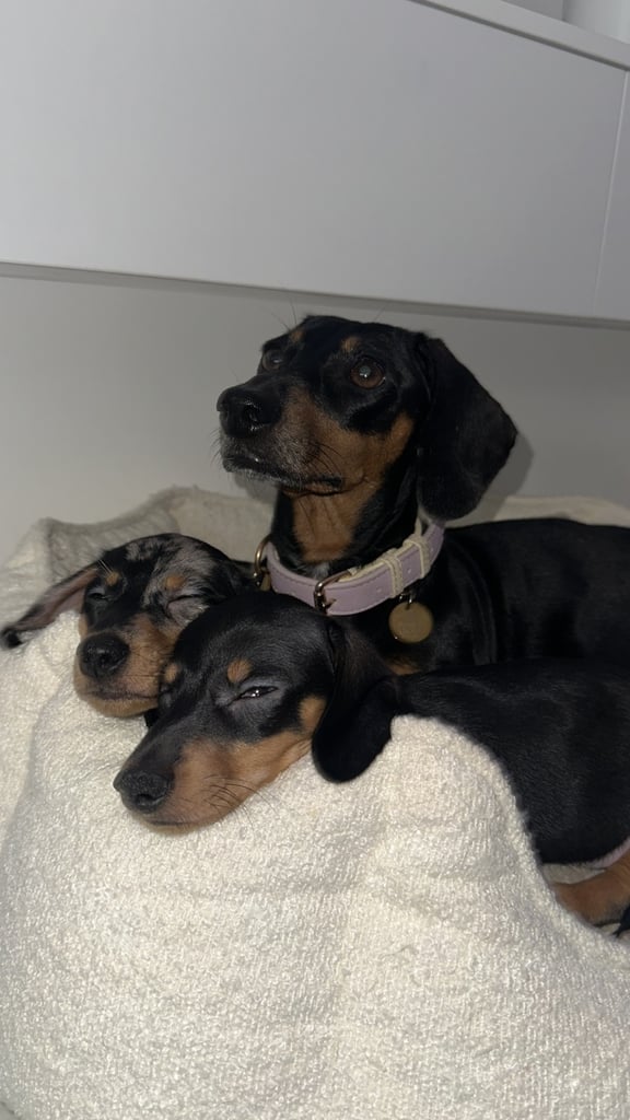 ✨REDUCED✨ SILVER DAPPLE FEMALE . Ready for rehoming 