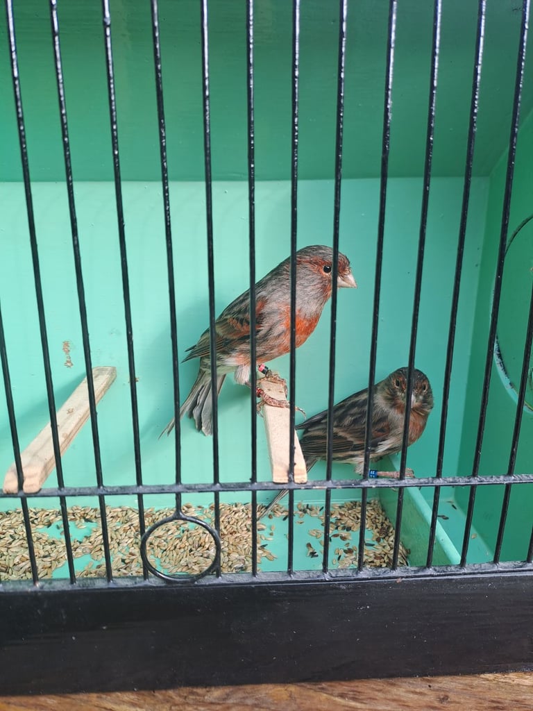 Colour canaries 