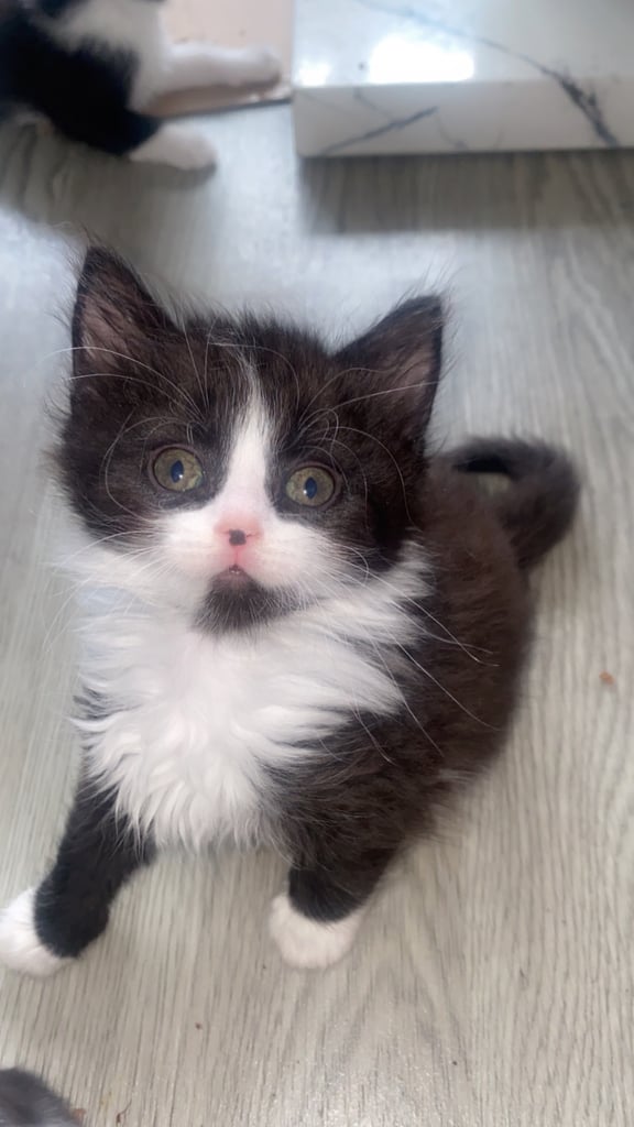 Kittens now ready to leave