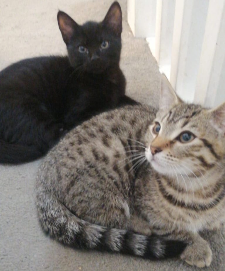 image for 3 bengal kittens for sale