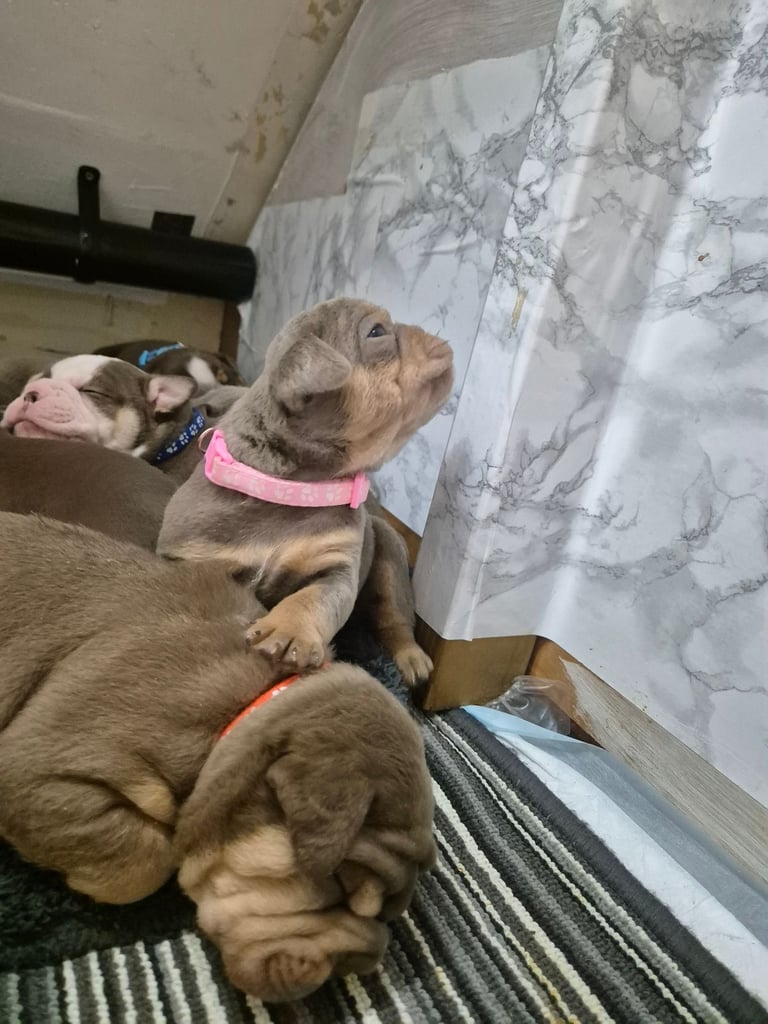 Olde english x english bulldog 