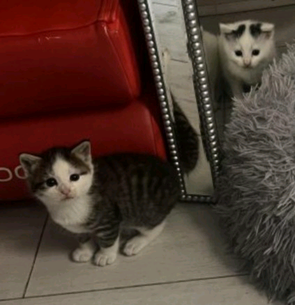 3 female kittens 