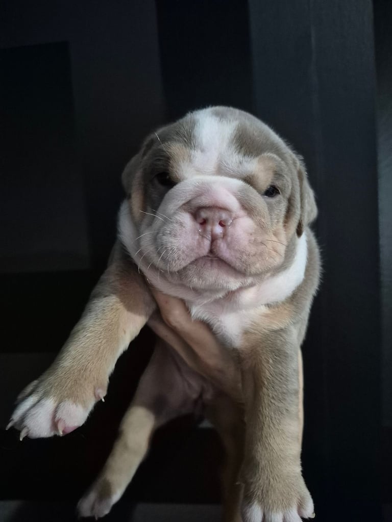 Beautiful Rainbow Litter Of New English Bulldog 