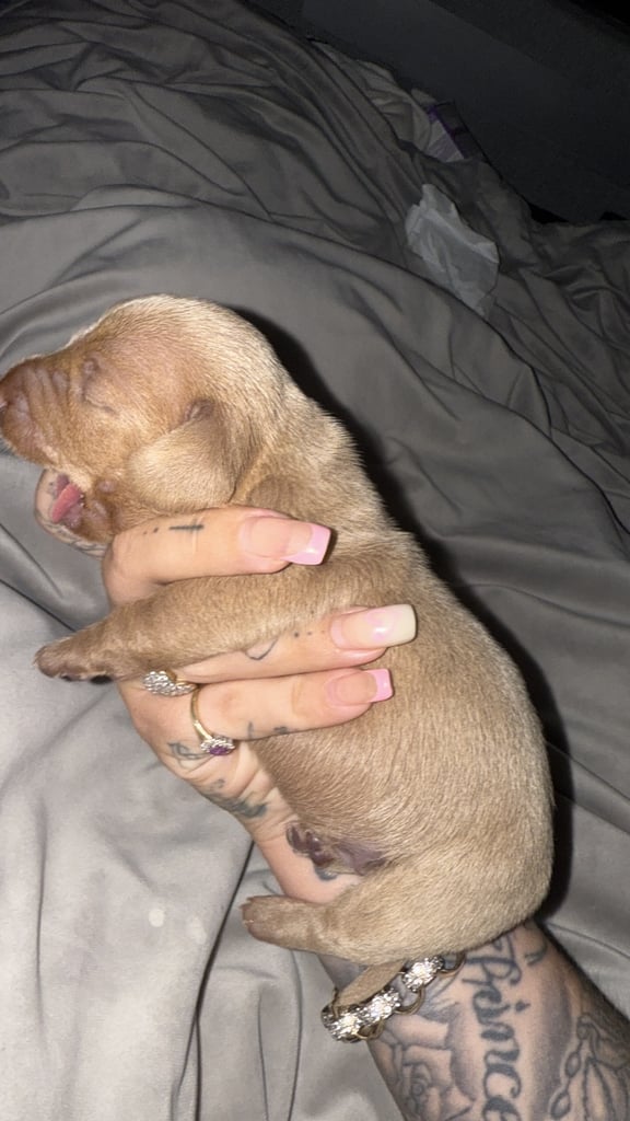 KC Miniature Daschund 1 Girl Available 