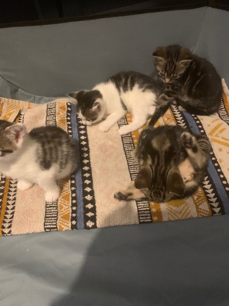 Traditional short hair kittens 