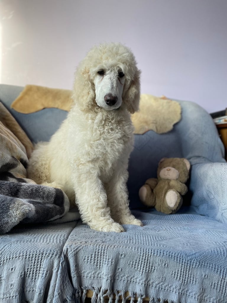 Standard poodle pup - one left