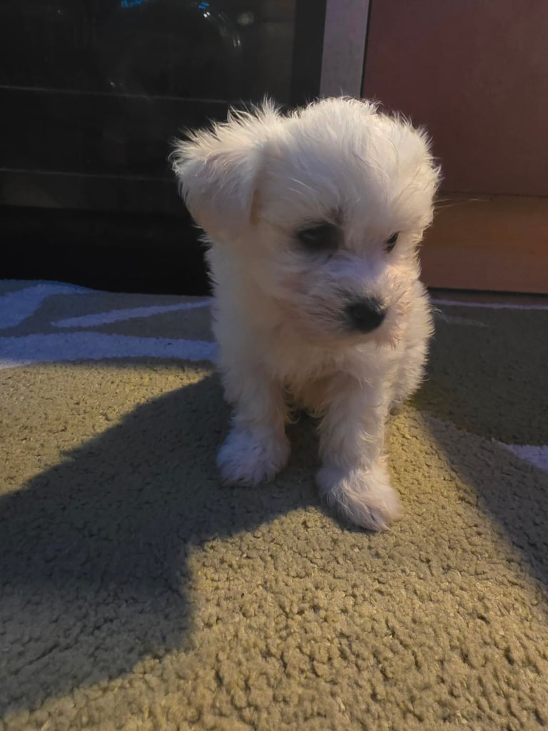 Puppy Maltese 8 weeks old ready to go now!