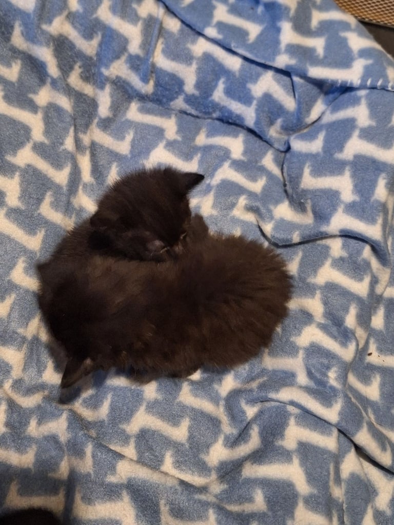image for kittens
