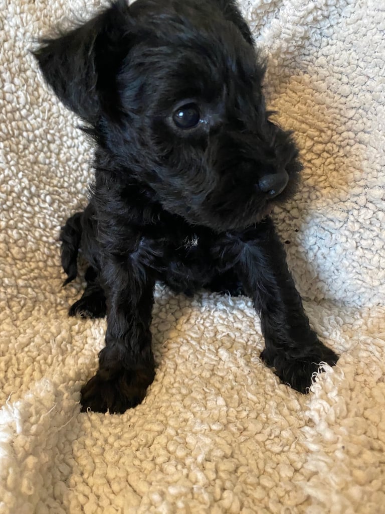 Miniature Schnauzer Dogs Puppies for Sale Gumtree