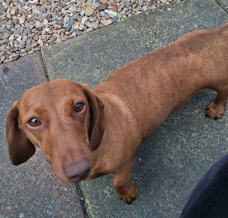 Mini dachsund for rehoming