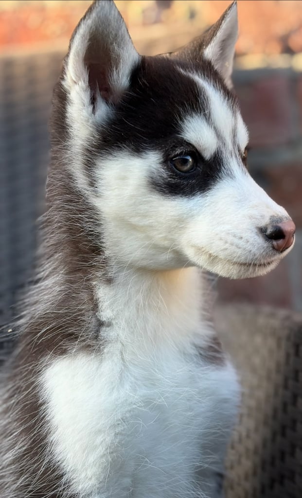 Siberian husky puppies 