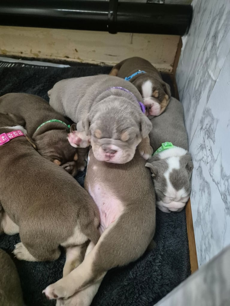 Olde english x english bulldog 