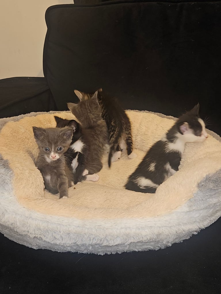 image for Kittens ready for their new homes