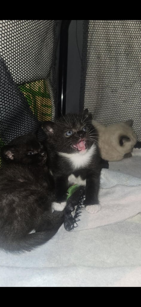 2 kittens available. 