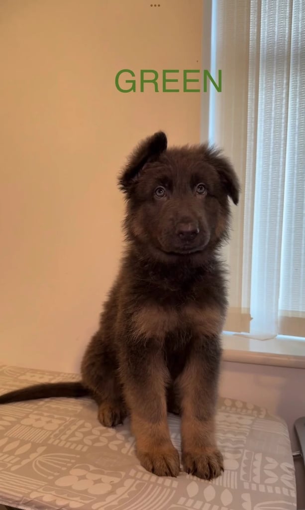*READY* RARE BLUE/BLACK KC REG GSD PUPS 💙 🐾