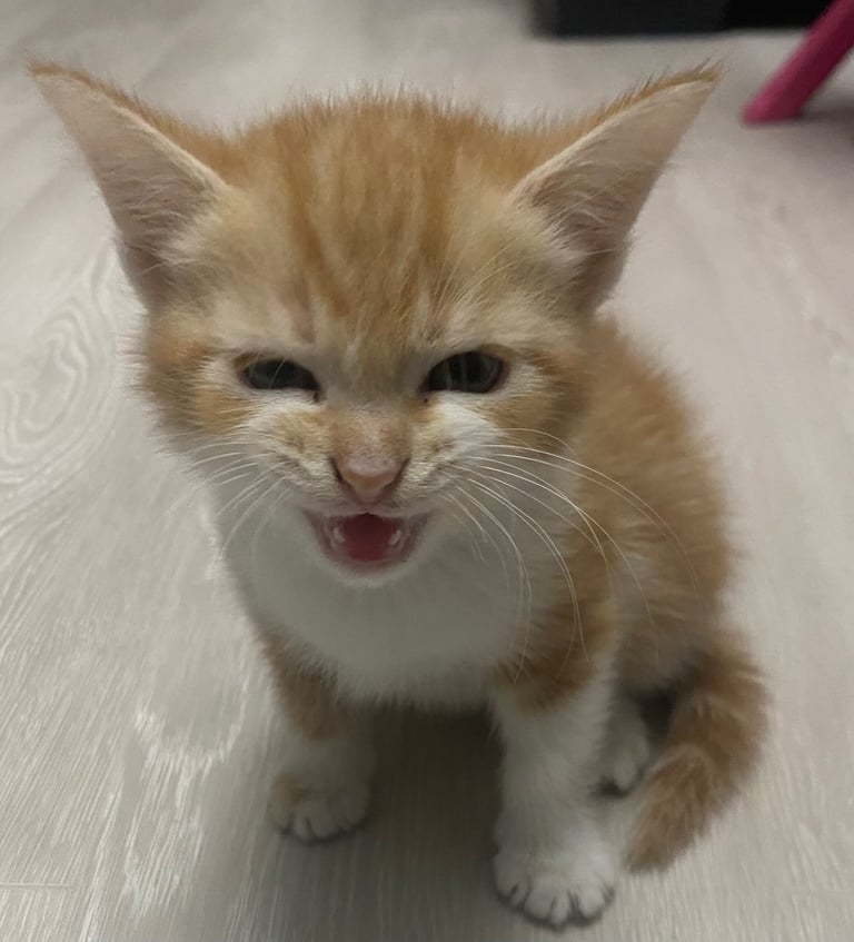 Cute white and ginger kitten