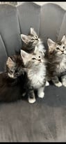 Maine Coon pedigree kittens 3 boys 1 girl TICA registered 