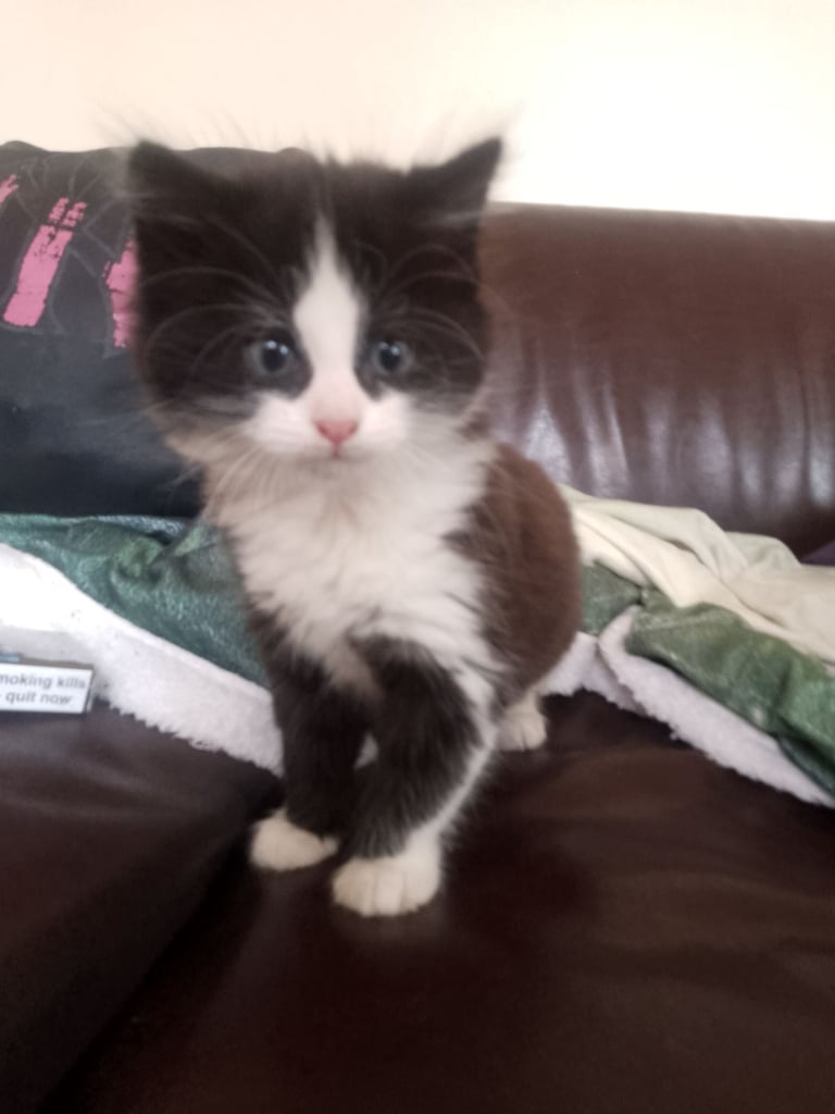  Re-Sale  Male kitten £40. 