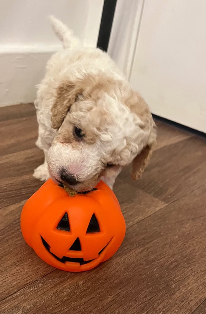 One  Beautiful Boy  Maltipoo pup available 💙