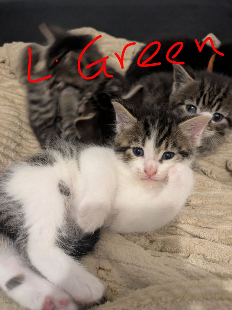 Kittens for sale 