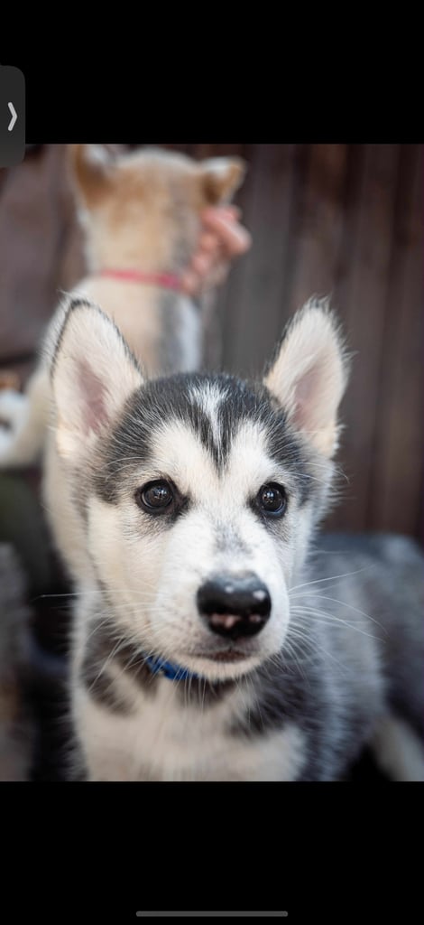 image for 3 Beautiful Husky X Malamute Puppies for sale 