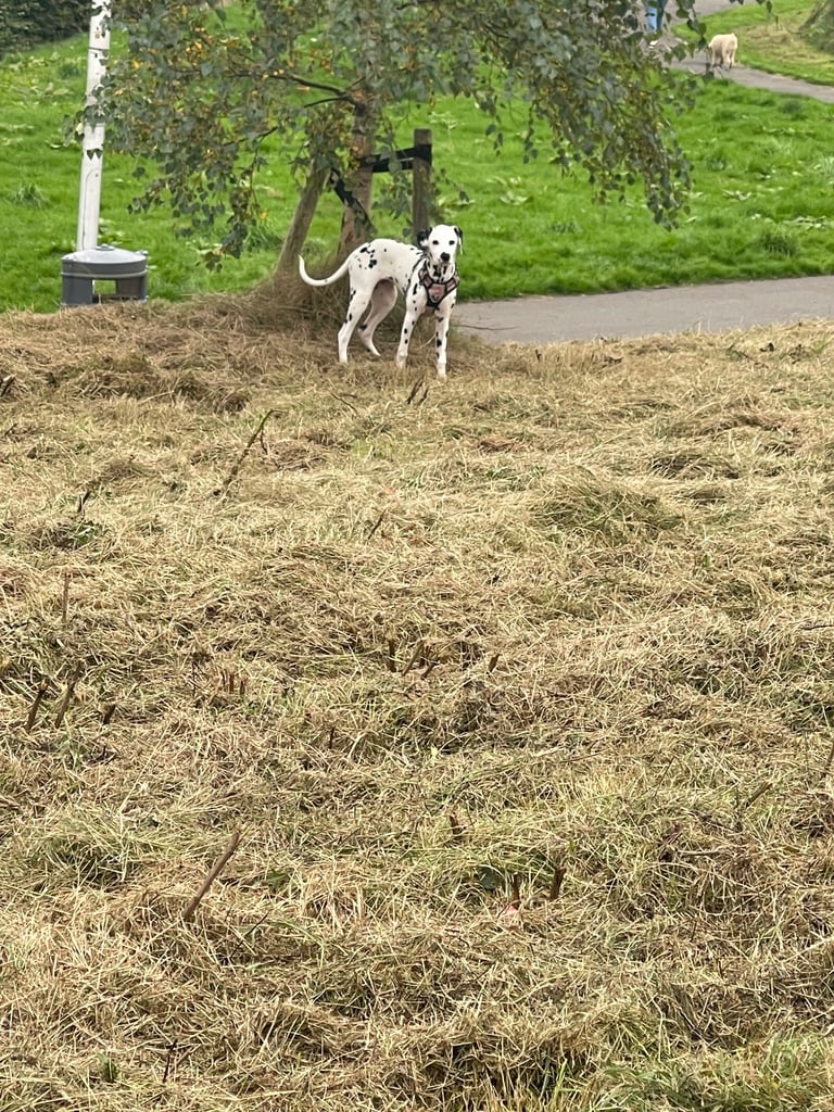Puppy