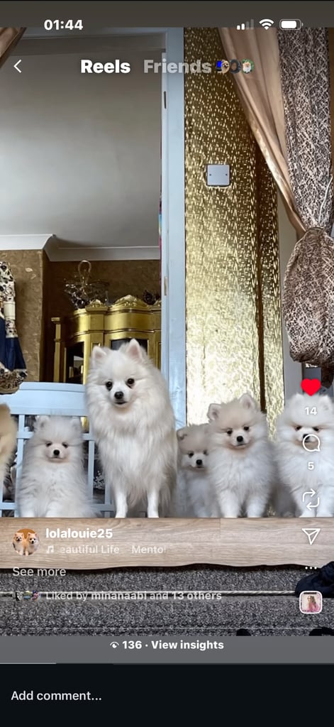 image for Pomeranian