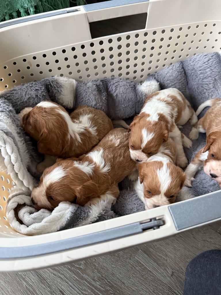 King Charles puppies only 3boy left 