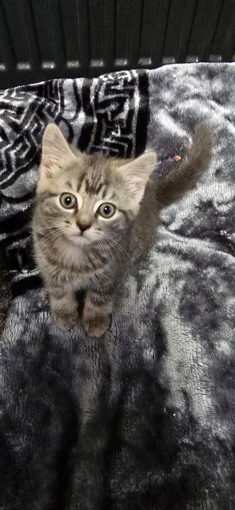 Kittens