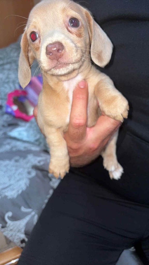 Mini dachshund