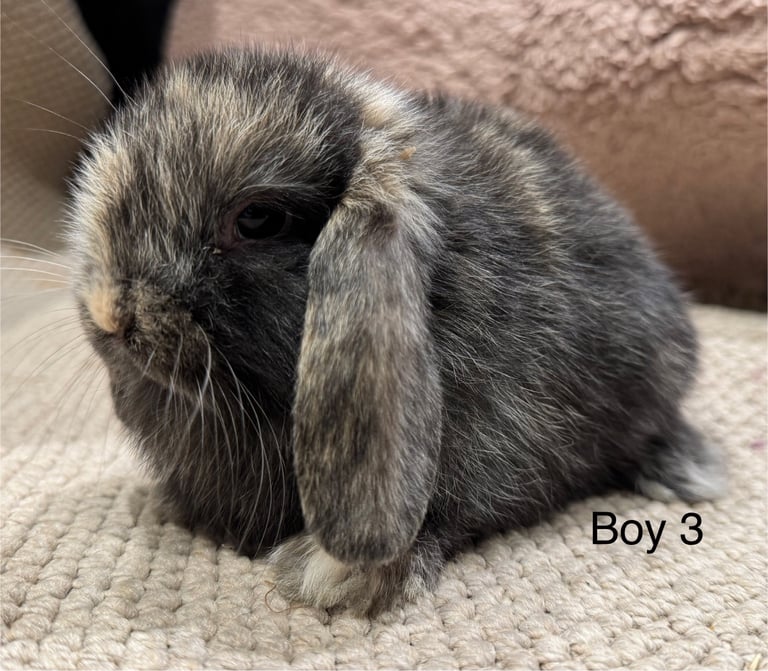 🌸 HARLEQUIN MONI LOPS 🌸 ready to reserve 