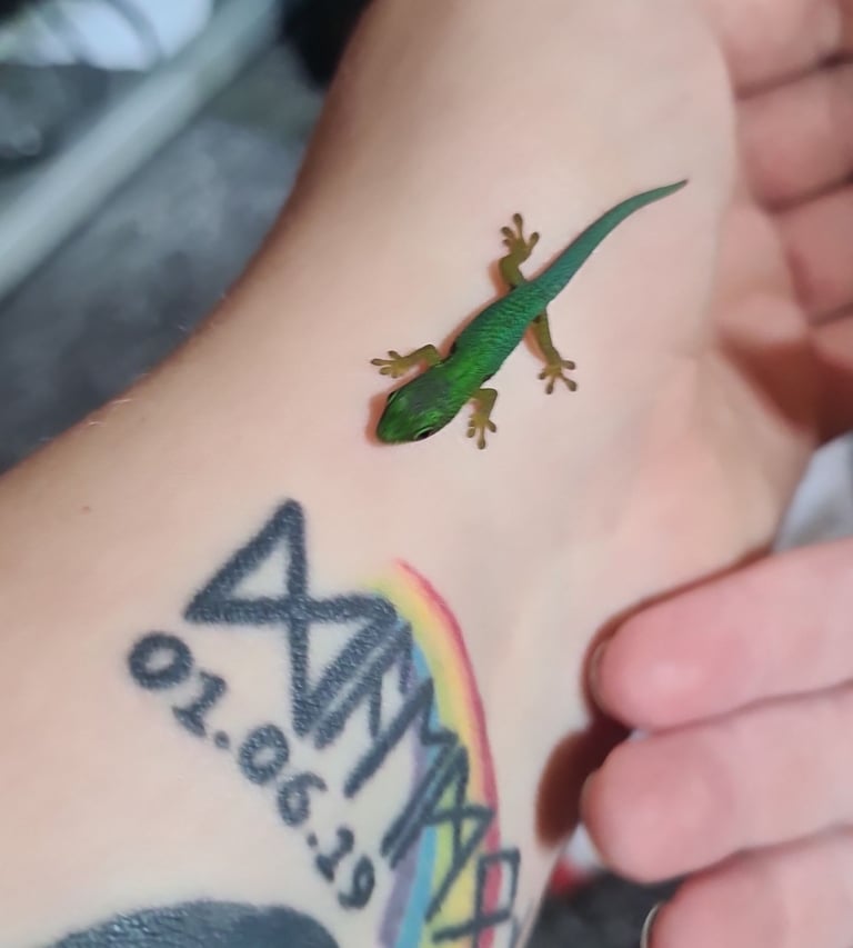 Peacock geckos SOLD waiting for more to hatch