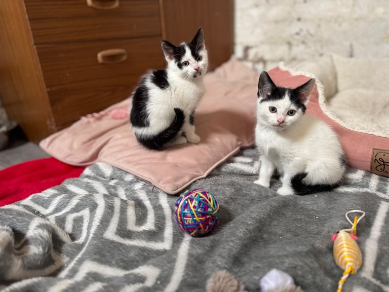 Two adorable 8-week-old European shorthair kittens – playful male duo! 🐱