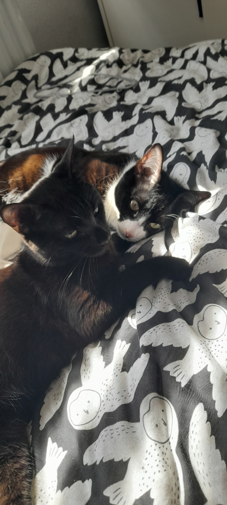2 male brothers 1 year old and 3 month age cats