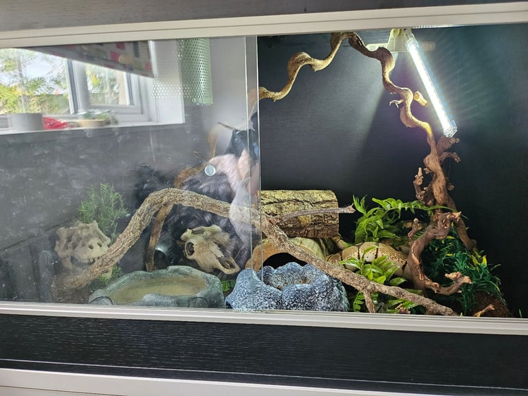 5 Year Old Male Ball Python