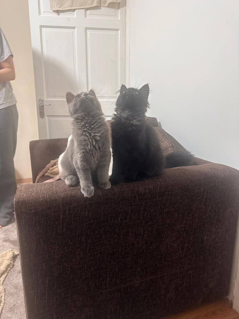 Kitten 