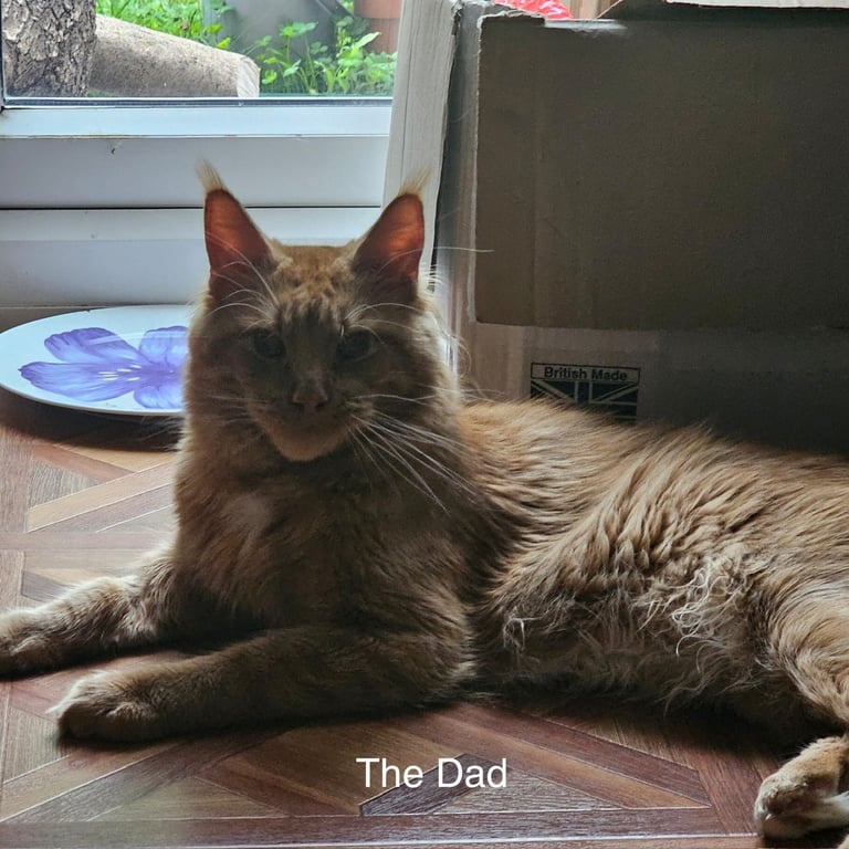 Ragdoll-Maincoon mix kittens