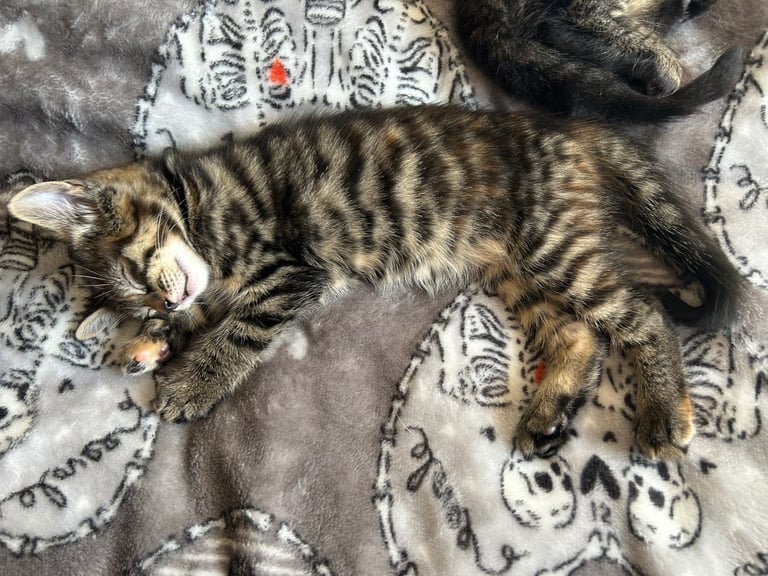 bengal x ragdoll kittens READY TO LEAVE 