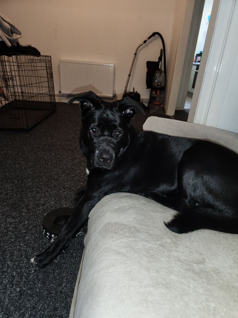 2 year old cane corso x akita 