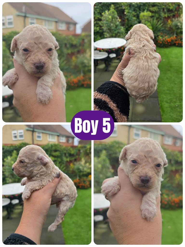 Stunning toy poodle puppies 