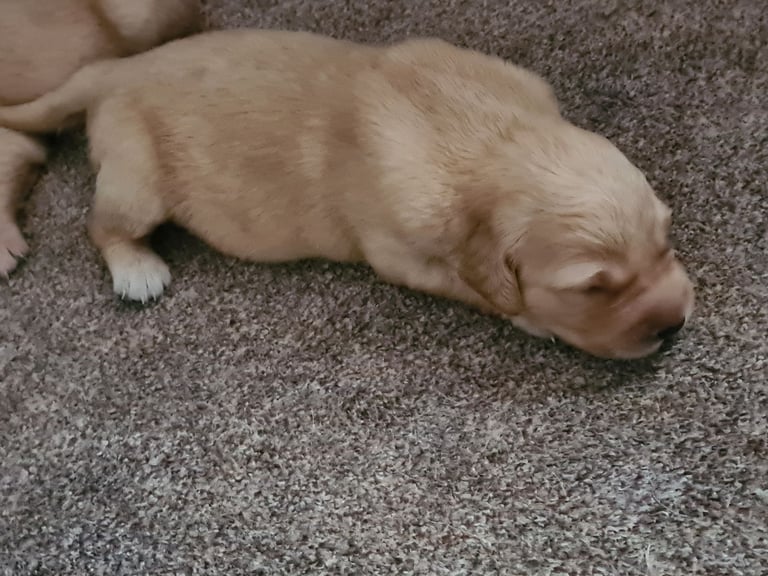 Golden retriever puppies