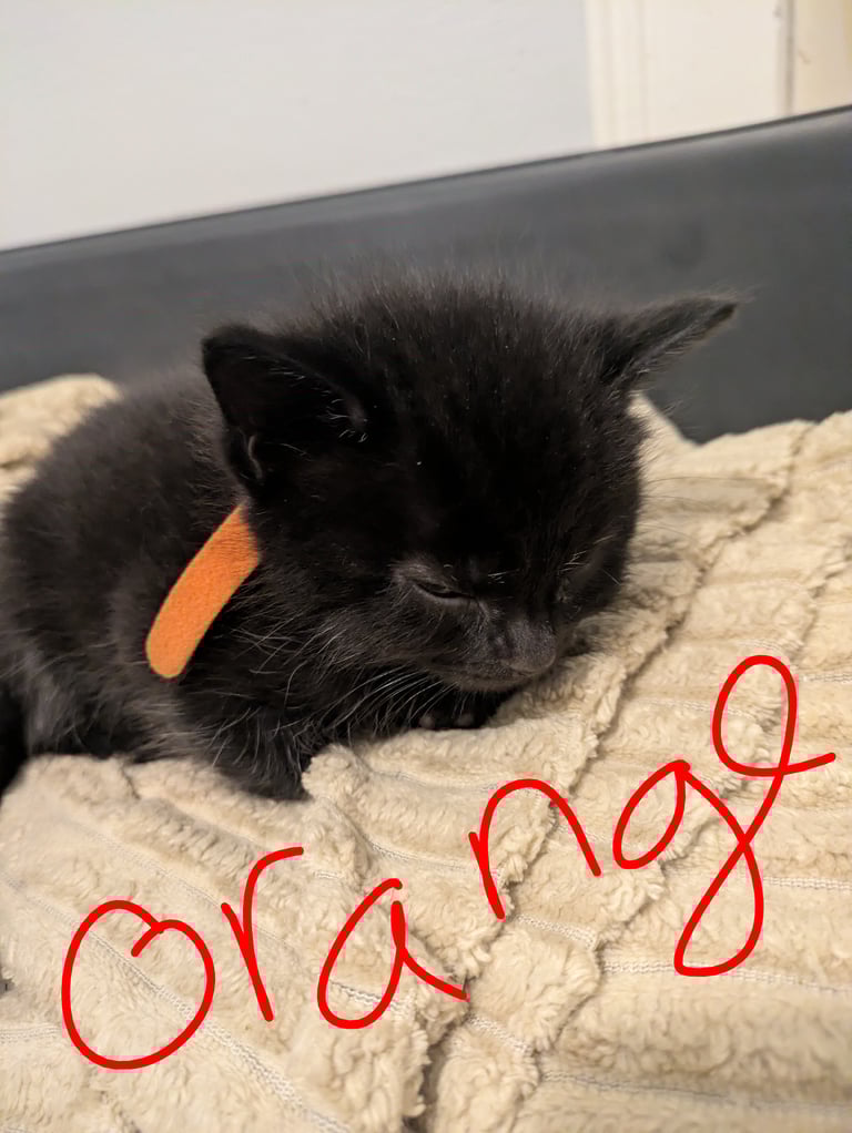 Kittens for sale 