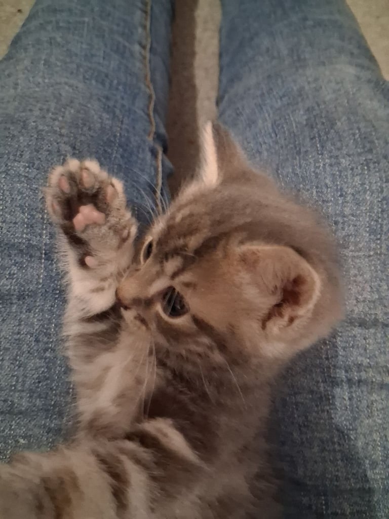 Kittens 